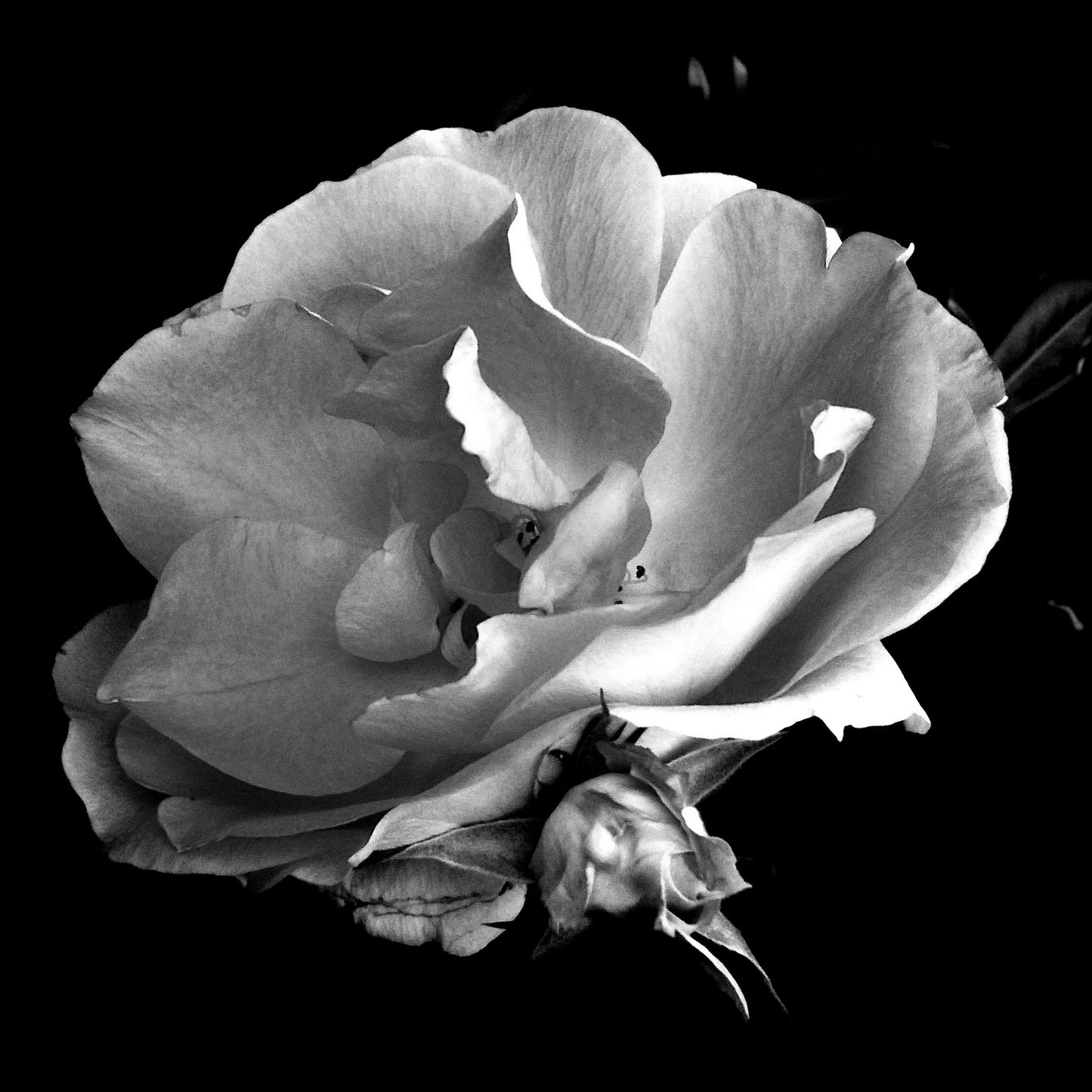 LOVELACE_CROSSING THE BOARDER