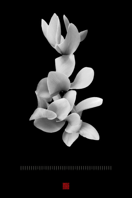 The Decoy Bouquet Ⅰ