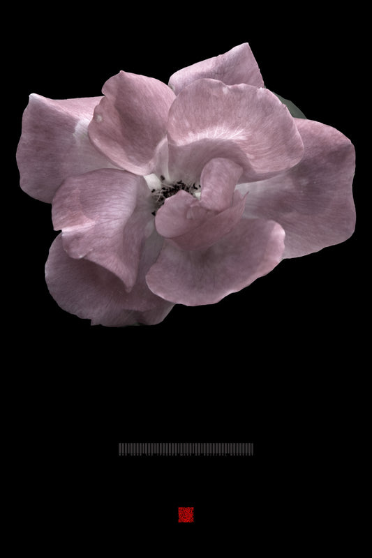 The Decoy Bouquet III